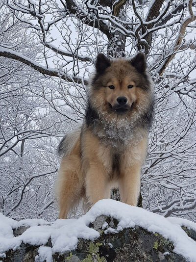 Foto: Eurasier im Schnee