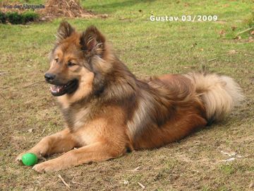 Foto: junger Eurasier