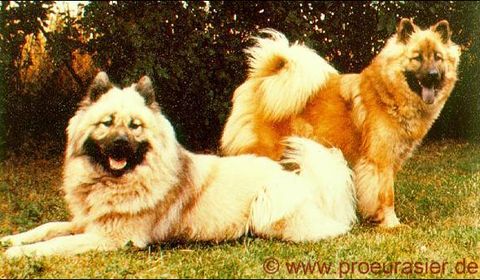 Zwei Eurasier