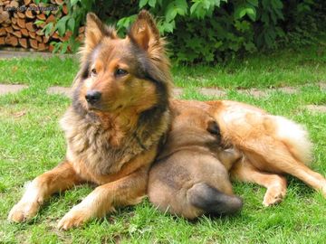 Foto: Eurasier mit Welpe