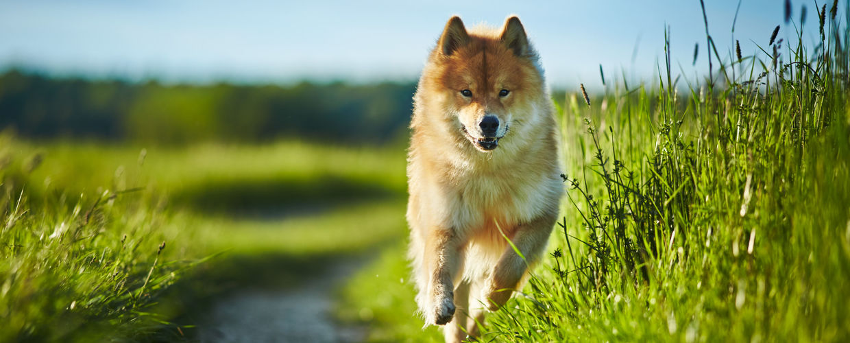 Foto: Eurasier rennt