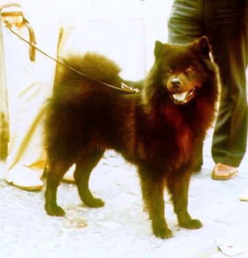 Foto: Eurasier - Abel vom Kurfürstendamm