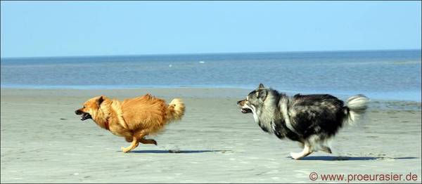 Zwei Eurasier laufen am Strand