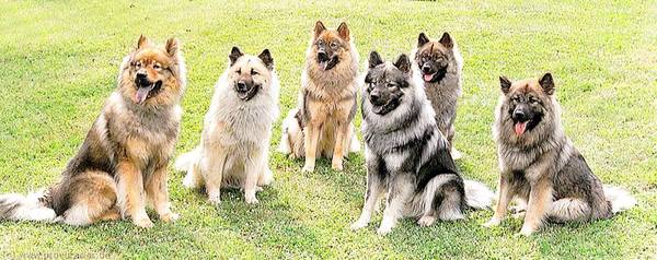 Eine Gruppe Eurasier