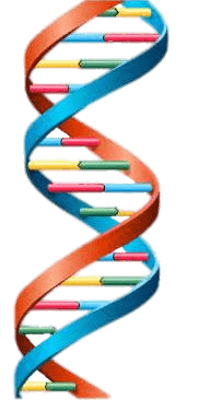 Darstellung DNA Doppelhelix
