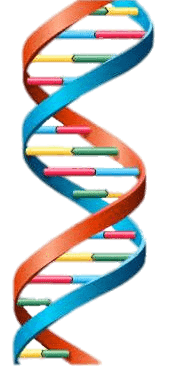 DNA Doppelhelix Darstellung DNA Doppelhelix